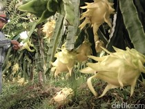 Cara Jitu Obwis di Kuningan Hasilkan Buah Naga Kuning Ukuran Jumbo
