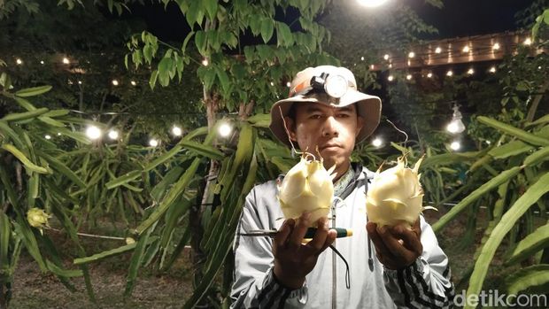 Buah naga di Kuningan