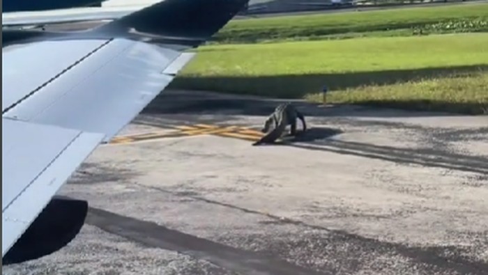 Buaya di landasan pacu bandara di Florida, Amerika Serikat, Senin (21/10/2024).