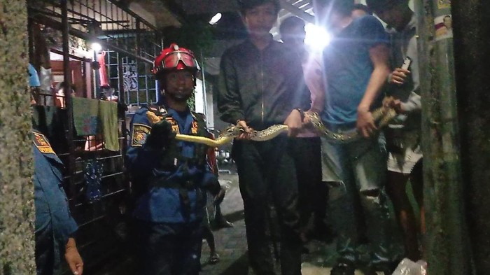 Evakuasi ular sanca 2 meter di Bogor. (Dok. Damkar)