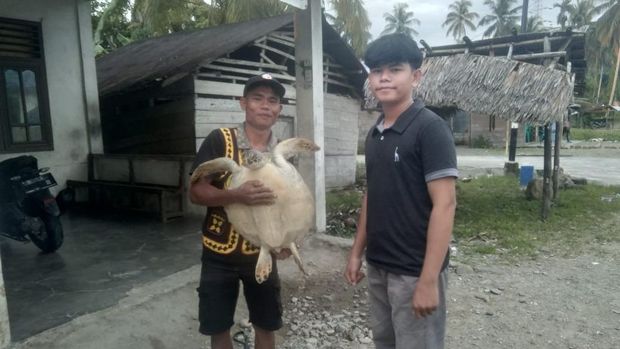 Feberama (kiri) saat menebus penyu untuk dibawa ke Rumah Penyu Nias (Kartika Sari/detikSumut)