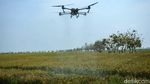 Keren! Petani Subang Gunakan Drone untuk Bunuh Hama Padi