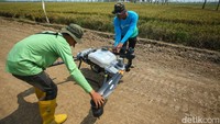 Lahan sawah di Subang ini menggunakan tiga drone Dji Agras T20, T40 dan T50.