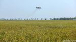 Keren! Petani Subang Gunakan Drone untuk Bunuh Hama Padi