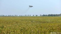 Drone ini dimaksimalkan para petani untuk menghemat biaya dan waktu kerja.  