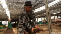 Pengelola BSF Bandung Lautan Api Dadan Ramdan mengatakan, dalam 2 hari sekitar 500 kilogram atau 1,5 kuintal per minggu magot dipanen.