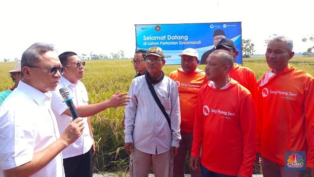 Menko Pangan Zulkifli Hasan blusukan ke Subang, nyebur ke sawah buat panen raya. (CNBC Indonesia/Martyasari Rizky)