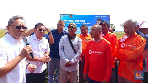 Menko Pangan Zulkifli Hasan blusukan ke Subang, nyebur ke sawah buat panen raya. (CNBC Indonesia/Martyasari Rizky)