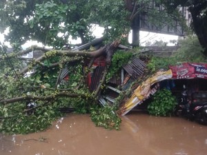 Pohon Tumbang Akibat Angin Kencang Timpa Warung dan 3 Motor di Bogor