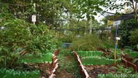 Mereka juga memanfaatkan lahan tidur bekas tempat sampah untuk menanam berbagai pohon sayur.  