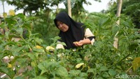 Pupuk dari pertanian ini dihasilkan dari sampah organik dari bank sampah.  