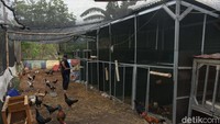 Selain itu mereka juga memanfaatkan lahan untuk beternak ayam.  