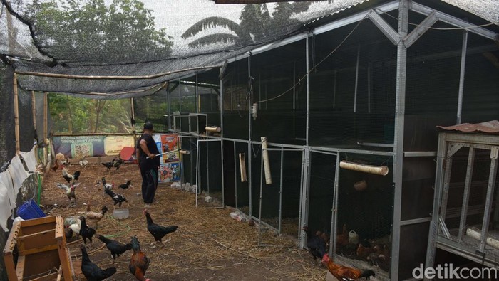 Bank Sampah Sejati 58 di Kebagusan, Jakarta, telah meraih sertifikat ProKlim Nasional 2024 karena pengelolaan sampah yang baik. Yuk kita intip kemana sampah diolah.