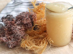 5 Fakta Sea Moss, Lumut Laut Rahasia Kecantikan Supermodel Bella Hadid