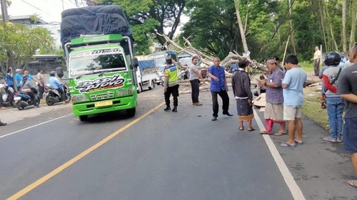 Seorang pengendara motor tewas tertimpa pohon tumbang di Jalan Denpasar-Gilimanuk, Tabanan, Kamis (31/10/2024).