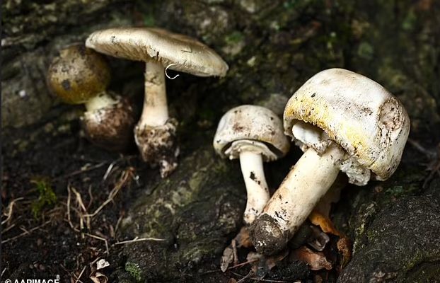 Tak Sengaja Makan Jamur Beracun, Wanita Ini Langsung Tewas