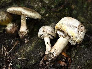 Jamur Ini Paling Beracun, Pernah Jadi Alat Pembunuhan