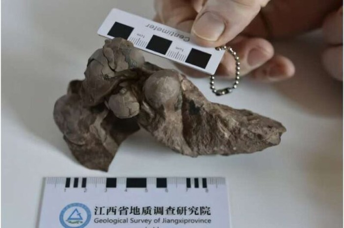 Telur dinosaurus terkecil dari spesies Minioolithus ganzhouensis