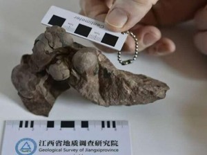 Ini Telur Dinosaurus Terkecil yang Pernah Ditemukan, Dari Spesies Apa?