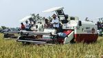 Turun ke Sawah, Menko Pangan Zulhas Panen Padi di Subang