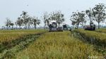 Turun ke Sawah, Menko Pangan Zulhas Panen Padi di Subang