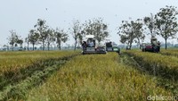 Zulhas melakukan panen padi menggunakan combine harvester.