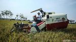 Turun ke Sawah, Menko Pangan Zulhas Panen Padi di Subang