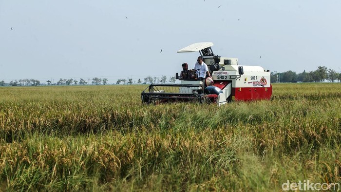 Turun ke Sawah, Menko Pangan Zulhas Panen Padi di Subang Menteri Koordinator Bidang Pangan Zulkifli Hasan memanen padi di Subang, Jawa Barat, Kamis (31/10/2024).