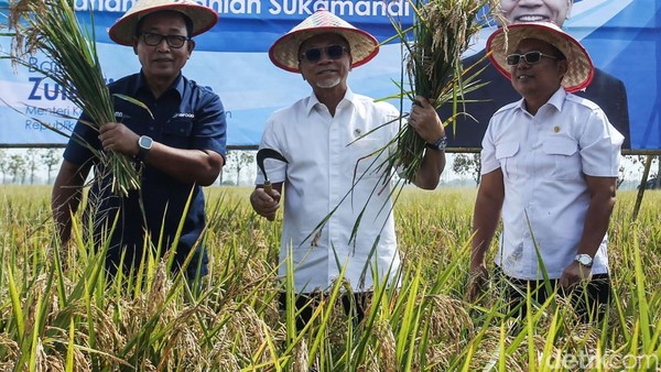 Turun ke Sawah, Menko Pangan Zulhas Panen Padi di Subang