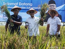 Turun ke Sawah, Menko Pangan Zulhas Panen Padi di Subang
