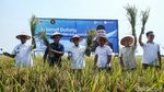Turun ke Sawah, Menko Pangan Zulhas Panen Padi di Subang