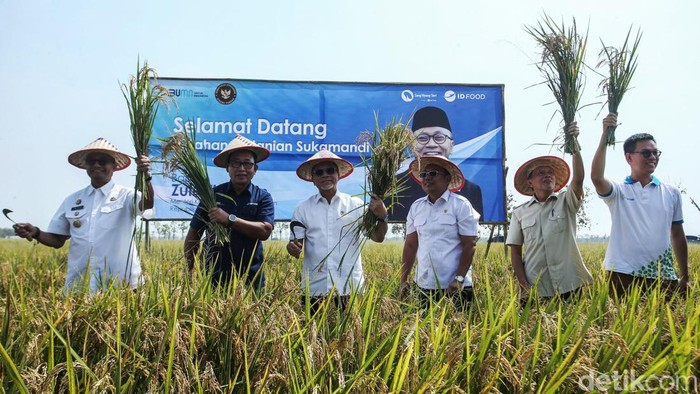 Menteri Koordinator Bidang Pangan Zulkifli Hasan memanen padi di Subang, Jawa Barat, Kamis (31/10/2024).