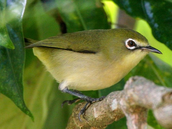 Burung berkacamata putih (Zosterops conspicillatus) yang sudah punah