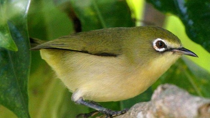 Burung berkacamata putih (Zosterops conspicillatus) yang sudah punah