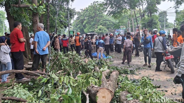Dahan besar dari pohon angsana patah dan menimpa pemotor yang melintas di Jalan Tentara Pelajar, Kota Bogor, Jawa Barat. Satu orang tewas akibat insiden ini. (M Sholihin/detikcom)