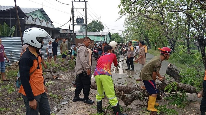 Evakuasi pohon tumbang yang menimpa pengendara sepeda motor di Sumberlawang, Jumat (1/11/2024) foto : tara wahyu