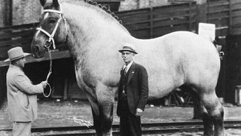 Salah satu kuda paling besar dan berat di dunia. Brooklyn Supreme punya tinggi 198 cm dengan bobot 1.451 kg. Foto ini diambil pada 1940-an. Foto: historyblackandwhite via Bored Panda