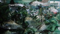 Tak sekedar memenuhi hasrat estetika, juga ketenangan dan energi positif yang terpancar dari gerak harmonis ikan hias itu.
