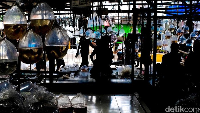 Suasana Pasar Ikan Hias Parung di Bogor, Jawa Barat.