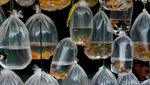 Geliat Pasar Ikan Hias yang Tak Pernah Sepi