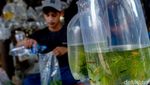 Geliat Pasar Ikan Hias yang Tak Pernah Sepi
