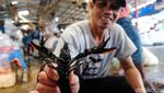 Geliat Pasar Ikan Hias yang Tak Pernah Sepi