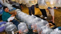 Cukup dengan membayar tarif parkir sepeda motor Rp 3 ribu, pembeli bisa berkeliling melihat aneka jenis ikan hias tawar dan laut.