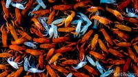 Pasar Ikan Hias Parung buka sejak tahun 2004 tetapi dengan kondisi yang seadanya dan terletak di pinggir jalan tanpa atap. Baru kemudian tahun 2014 diperbaiki menjadi lebih rapi dan terorganisir.