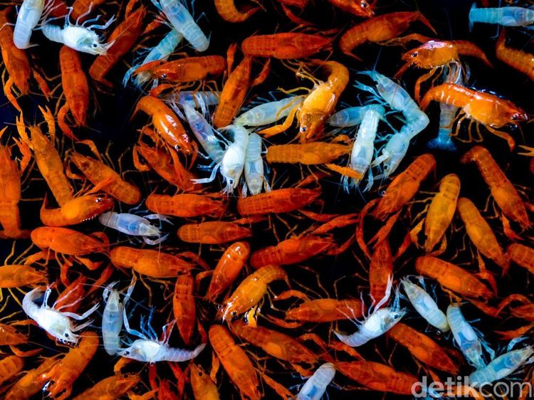 Geliat Pasar Ikan Hias yang Tak Pernah Sepi