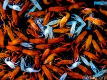 Geliat Pasar Ikan Hias yang Tak Pernah Sepi