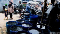Nilai tersebut membuat pasar ini diklaim sebagai pasar ikan hias terbesar di Asia Tenggara.