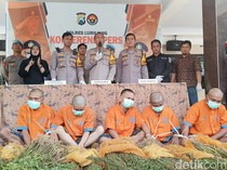 Penemuan Ladang Ganja di Taman Nasional Bromo, 2 Orang Diamankan