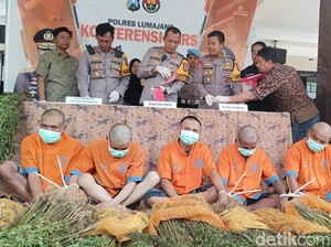 Penemuan 5 Titik Ladang Ganja di Lereng Semeru, 2 Tersangka Diringkus