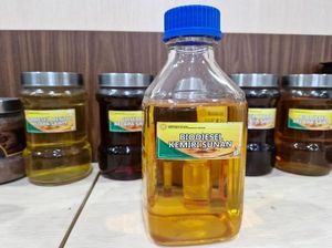 Melihat Potensi Bahan Bakar Nabati Alternatif Kemiri Sunan